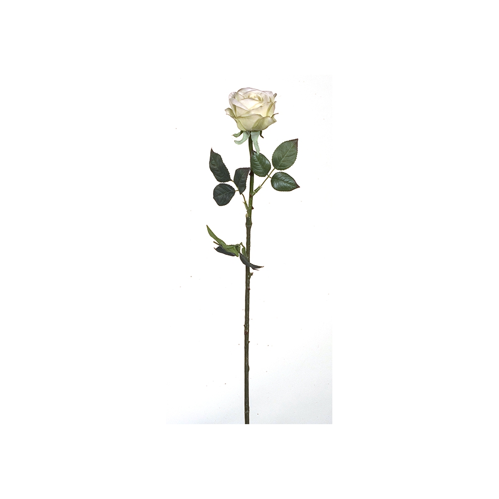 Τριαντάφυλλο Polo 78cm Zaros MG555