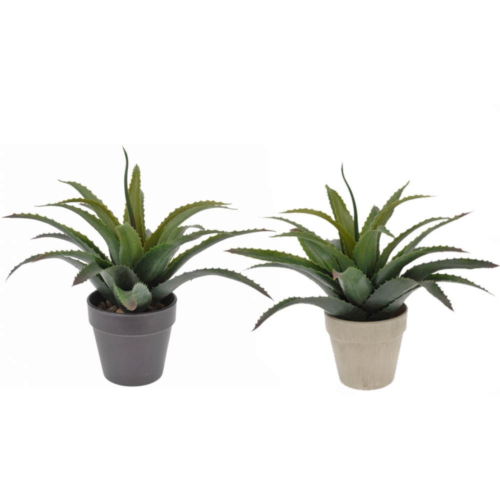 Φυτό Aλόη σε γλάστρα (2χρωμ.) 25cm Zaros HM400