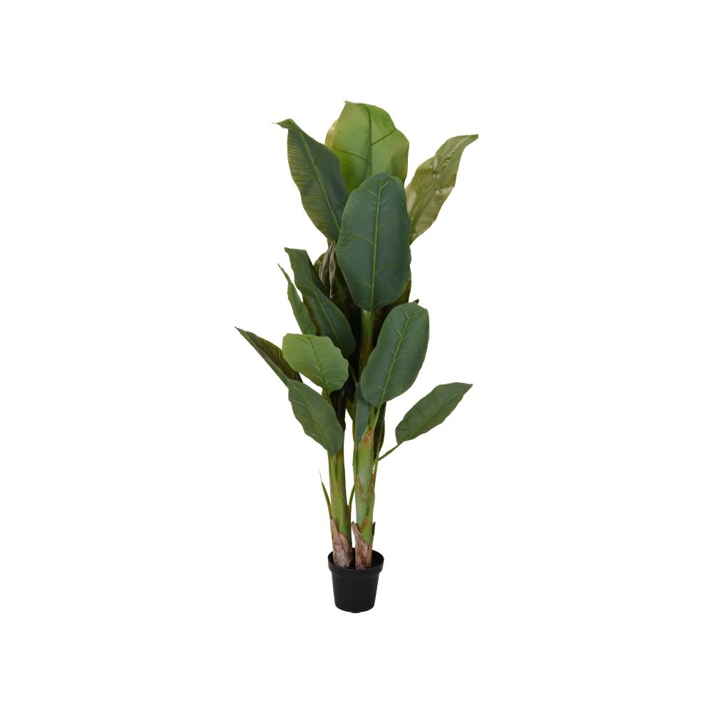 Banana tree 3 κορμοί με 29 φύλλα 165cm Zaros FL025