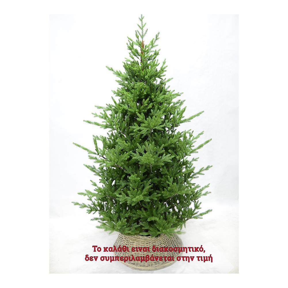New Mountain tree 270cm Zaros MP-270
