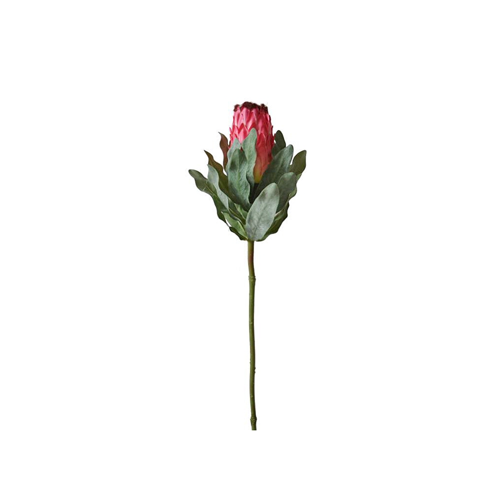 Προτέας hot pink, 68cm Zaros AX705