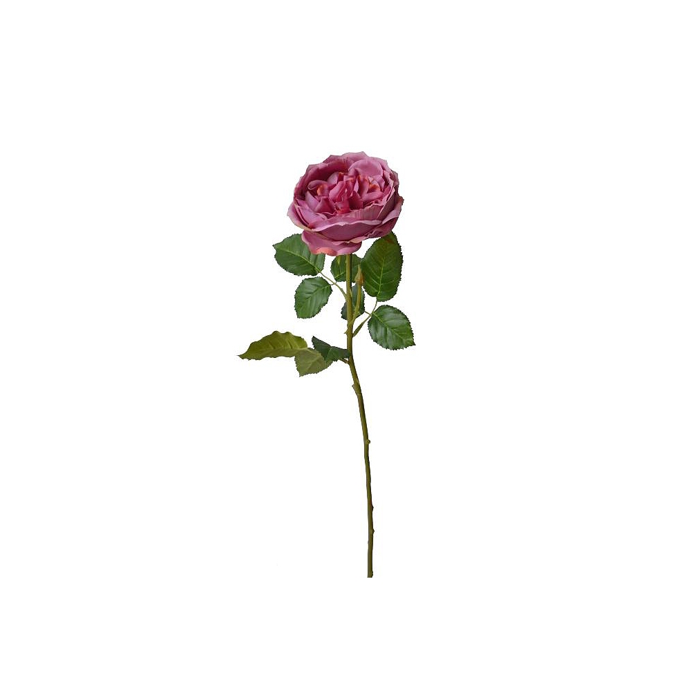 English rose φούξια, 76cm Zaros AX707