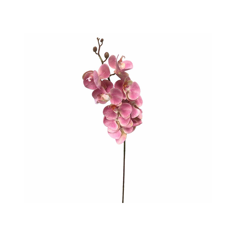 Ορχιδέα φαλένοψις hot pink, 94cm Zaros AX723