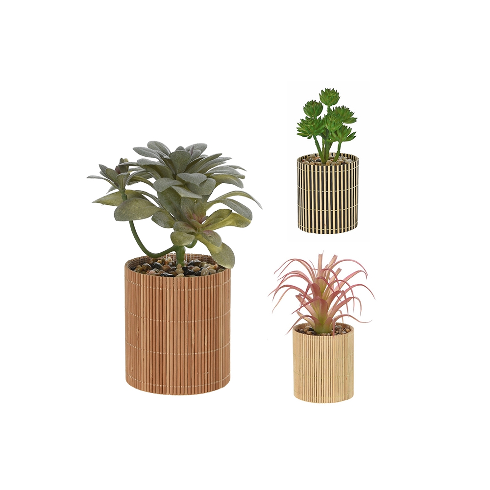 Παχύφυτα σε γλαστράκι bamboo, 3 σχέδια,8x19cm Zaros FL164