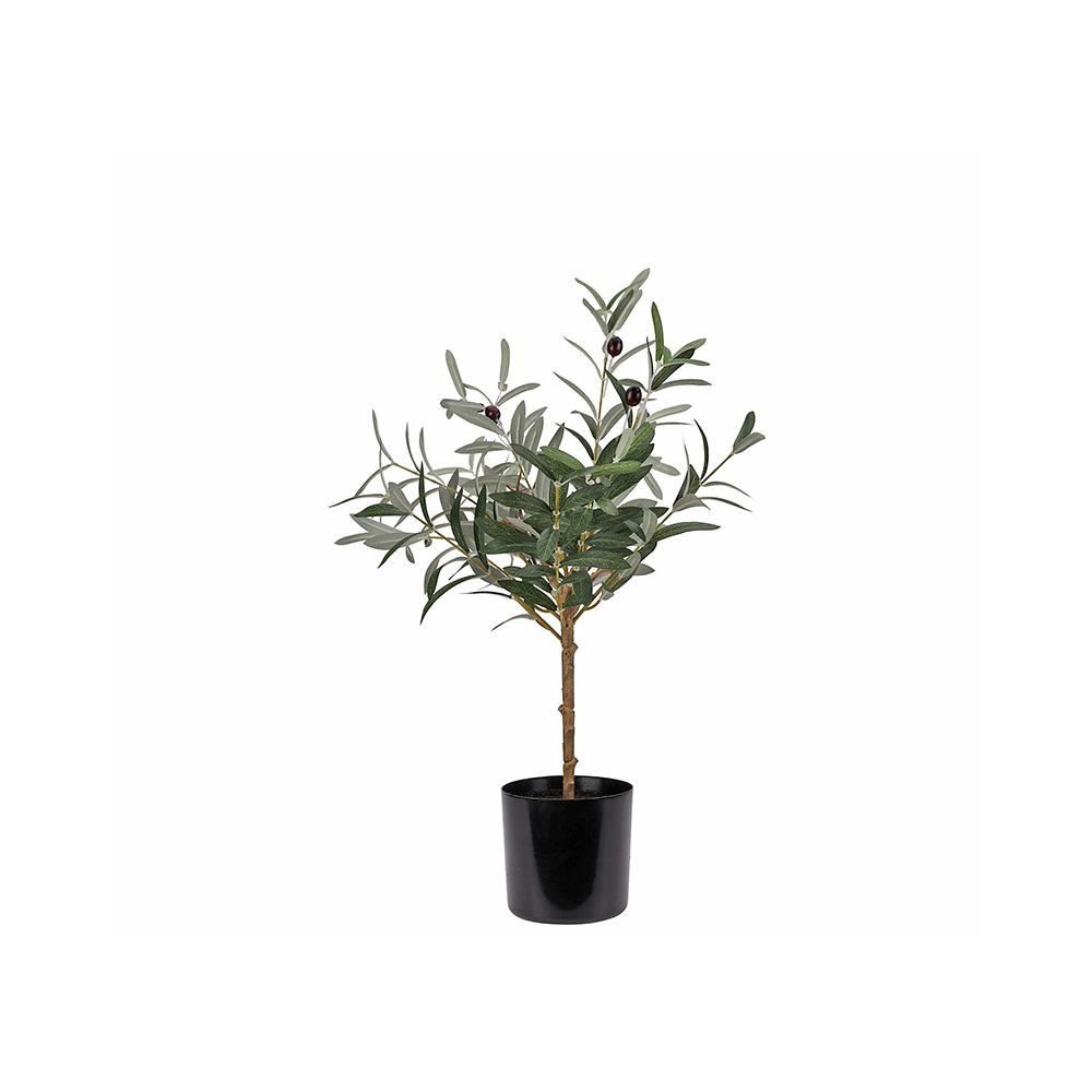 Μικρή ελιά σε κασπό, Y.66cm Zaros FL180