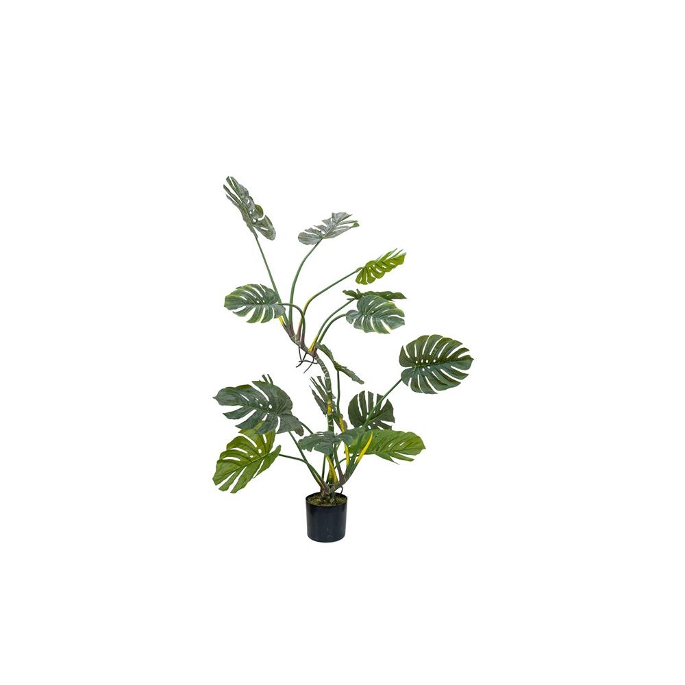 ΦΥΤΟ ΦΙΛΟΔΕΝΔΡΟ (MONSTERA)  ΜΕ ΓΛΑΣΤΡΑ ΜΕΓΕΘΟΣ 155ΕΚ Idea Home 24.29.49969