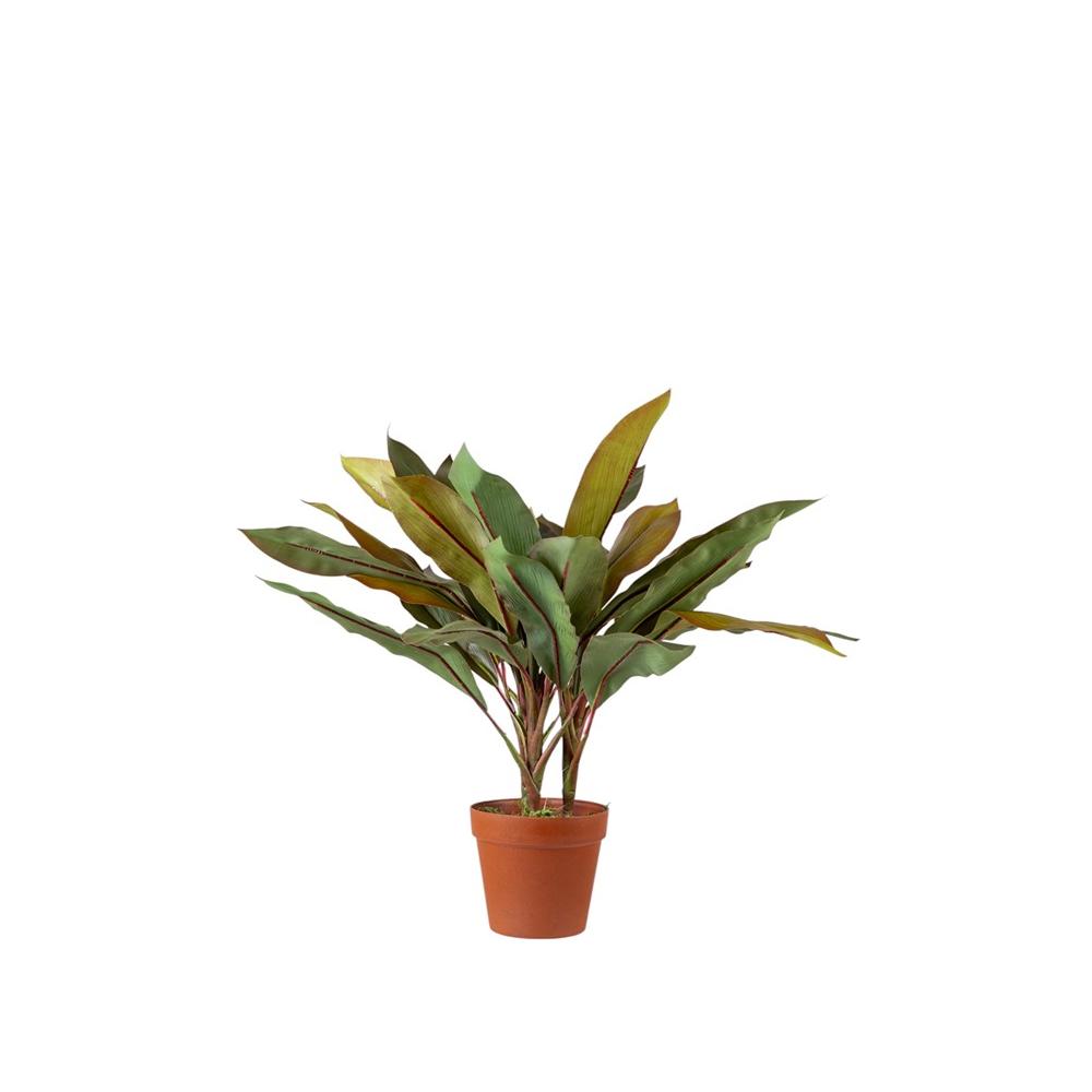 ΦΥΤΟ ΚΟΡΔΥΛΙΝΗ (CORDYLINE FRUTICOSA) ΜΕ ΓΛΑΣΤΡΑ ΜΕΓΕΘΟΣ 60ΕΚ Idea Home 25.31.51775