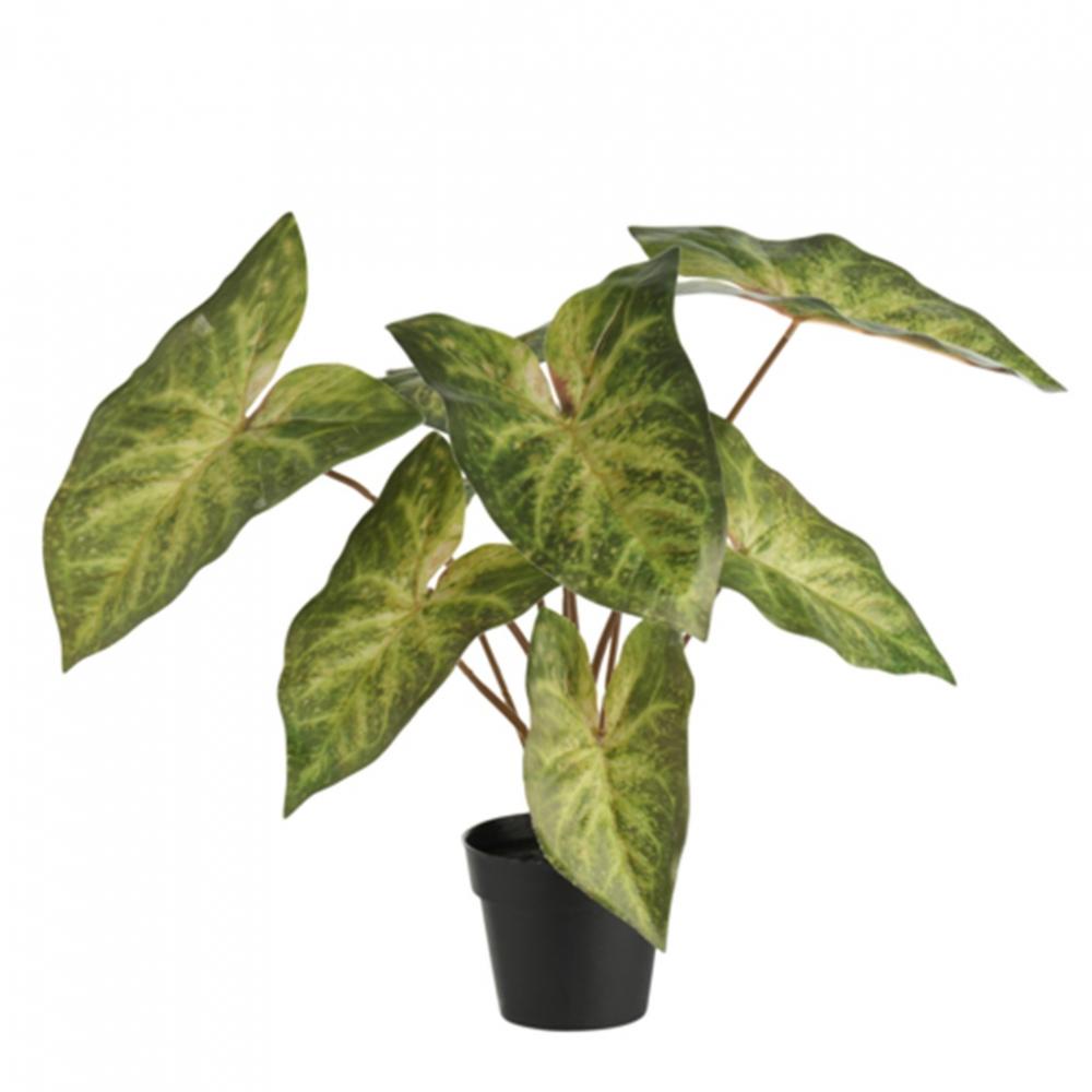 DAY ΦΥΤΟ ΣΕ ΓΛΑΣΤΡΑ CALADIUM 38ΕΚ. Espiel SCH106123K4