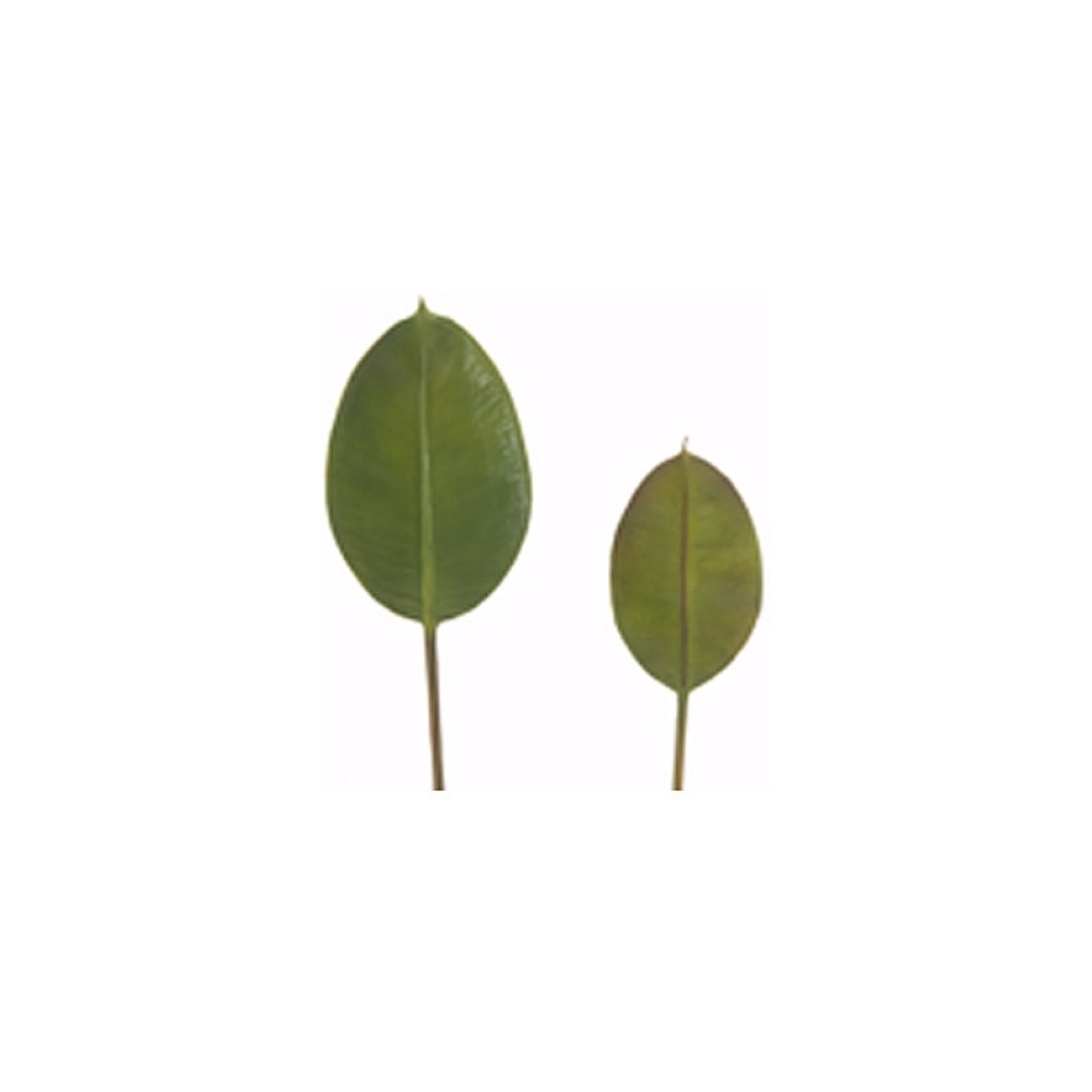 Τροπικό Φύλλο Φίκου (Elastica) 30cm Zaros MG514