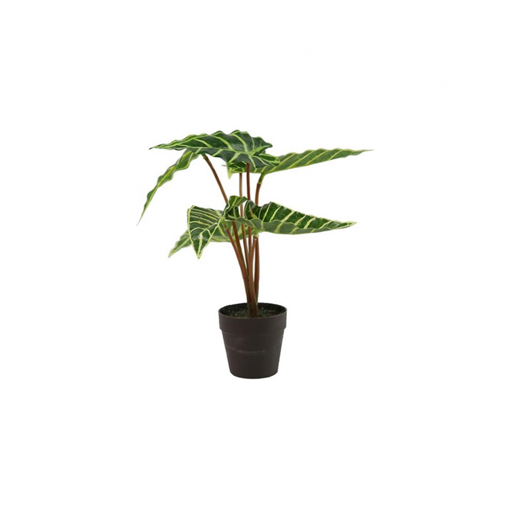 Αλοκάσια σε κασπώ 24εκ. Plastona 013.763123