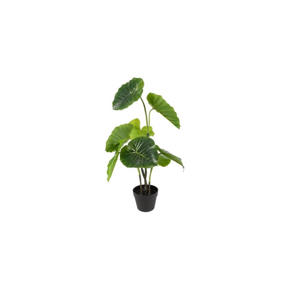 Αλοκάσια σε κασπώ 66x90εκ. Plastona 013.830437