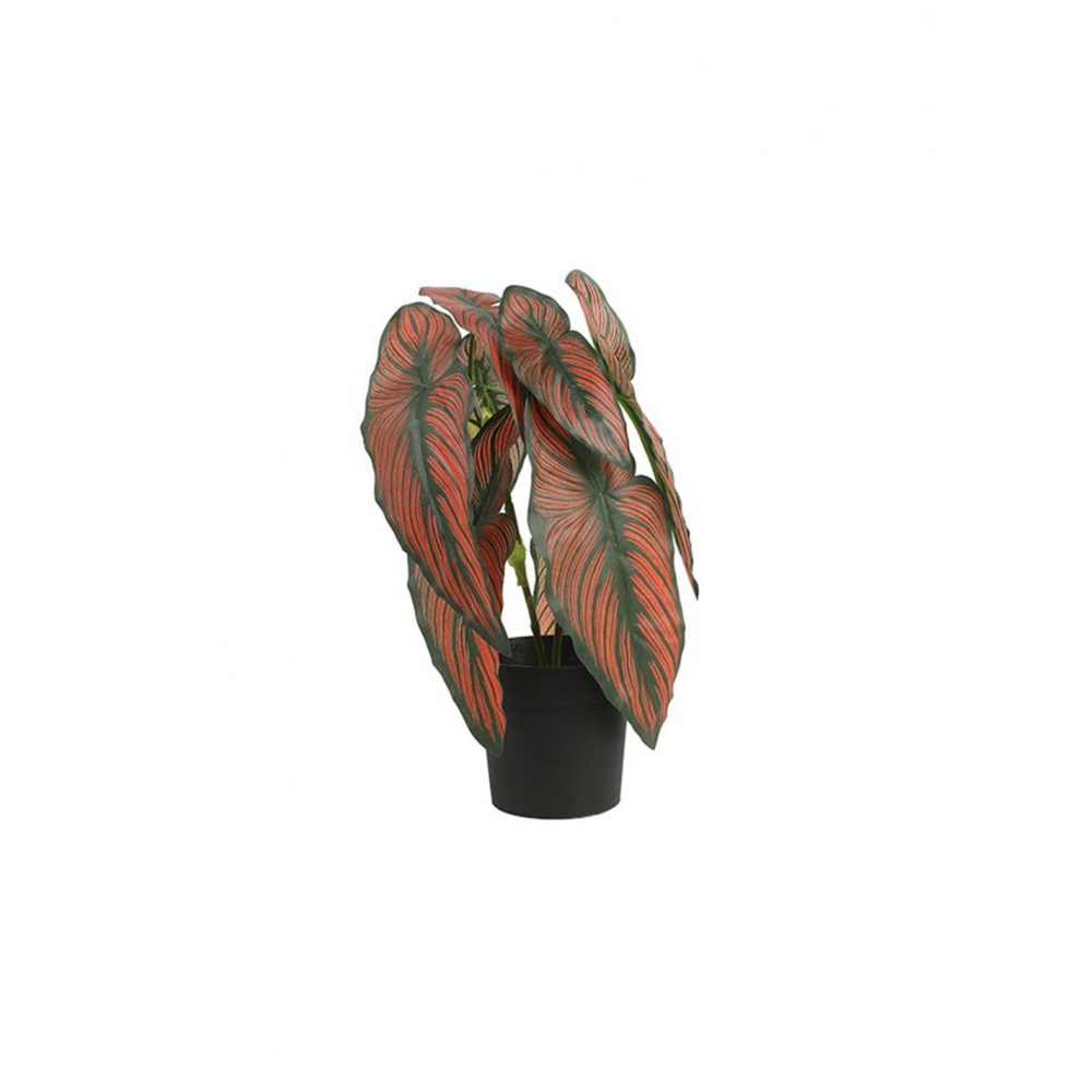 Caladium σε κασπώ 35εκ. Plastona 013.787815