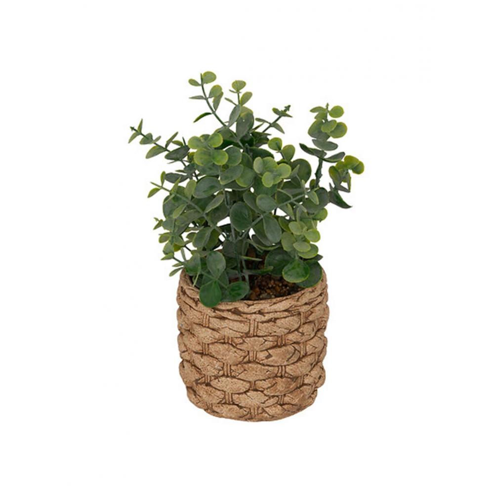 Ευκάλυπτος σε κεραμικό κασπώ 12x27cm Plastona 07.206559