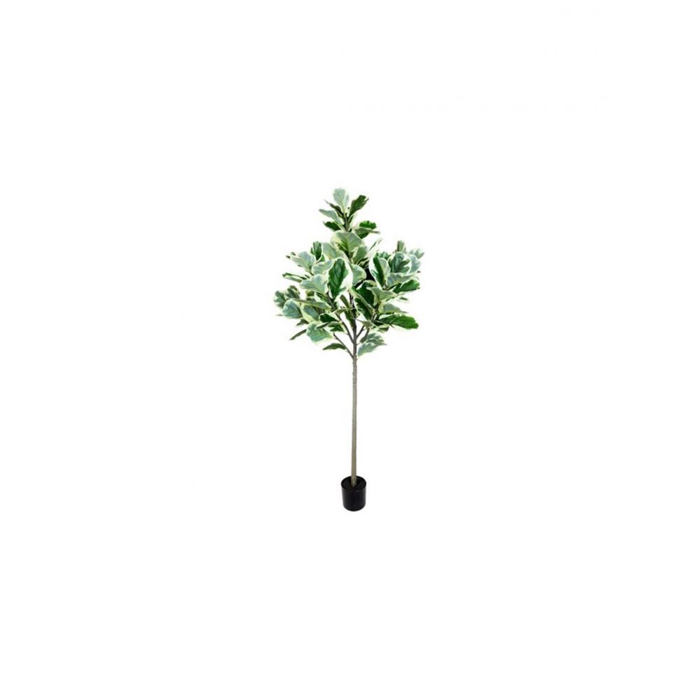 Φίκος lyrata σε κασπώ 130x190cm Plastona 013.804967