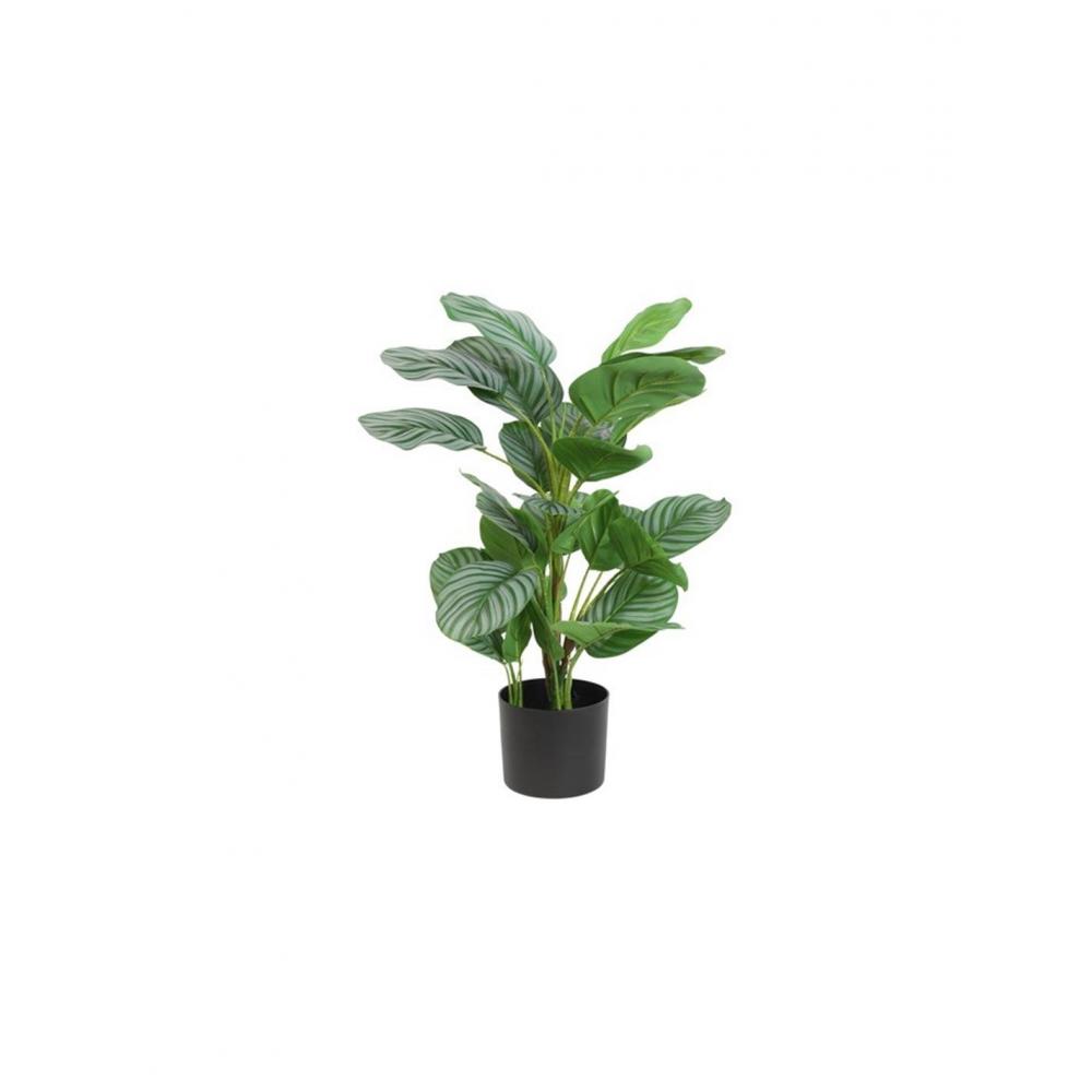 Φύκος σε κασπώ Η70 cm Plastona 013.807773
