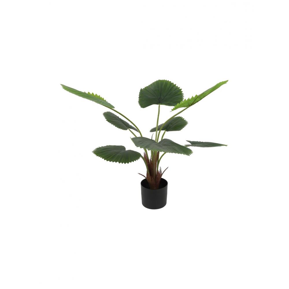 Φυτό Livistona σε κασπώ D55H100cm Plastona 013.821024