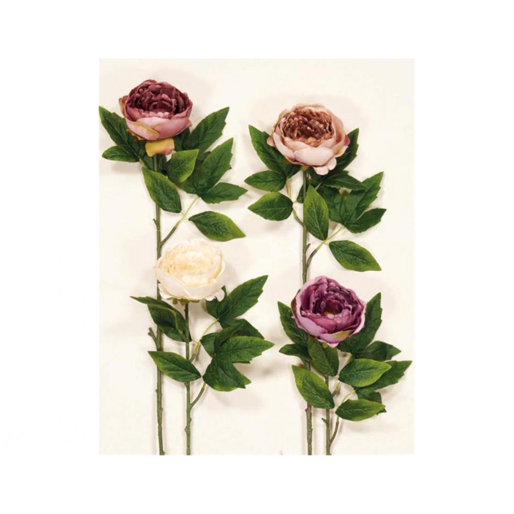 KΛAΔI ΠEONIA Plastona 00.17.37019