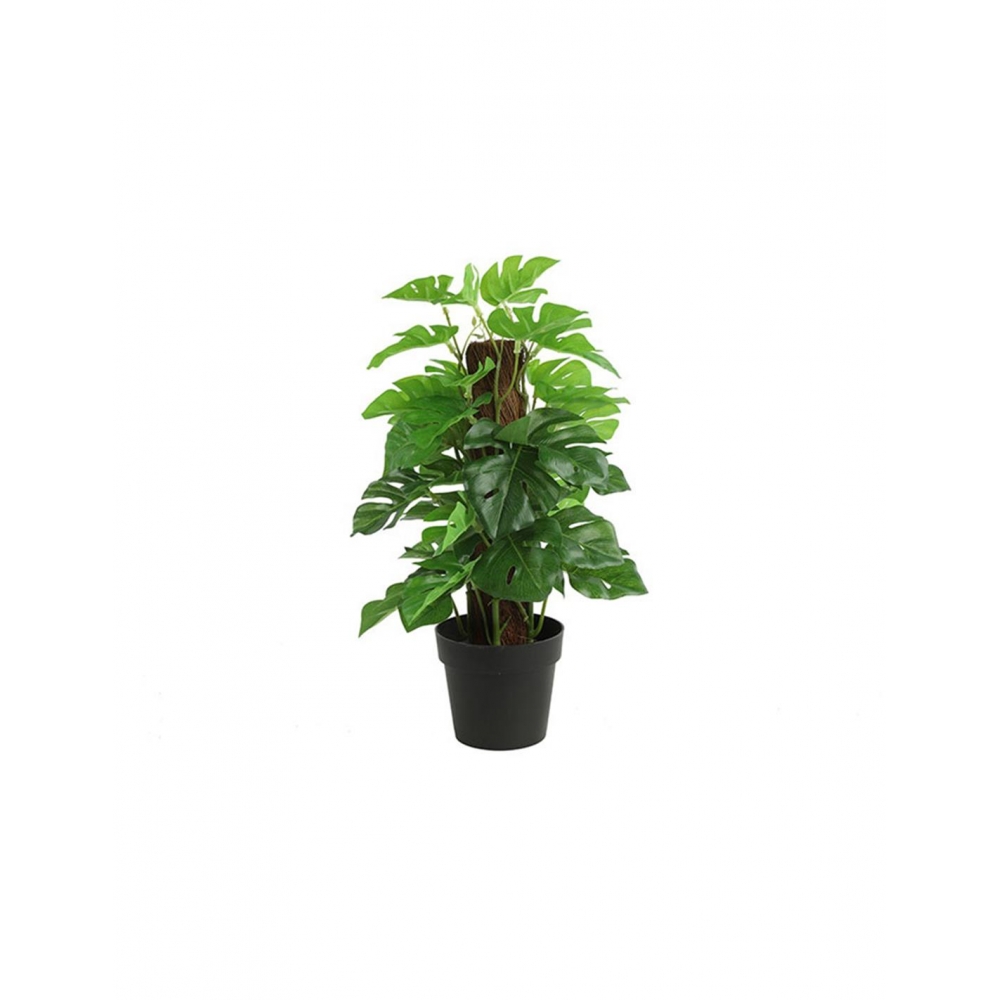 Μονστέρα σε κασπώ 35εκ. Plastona 013.787817
