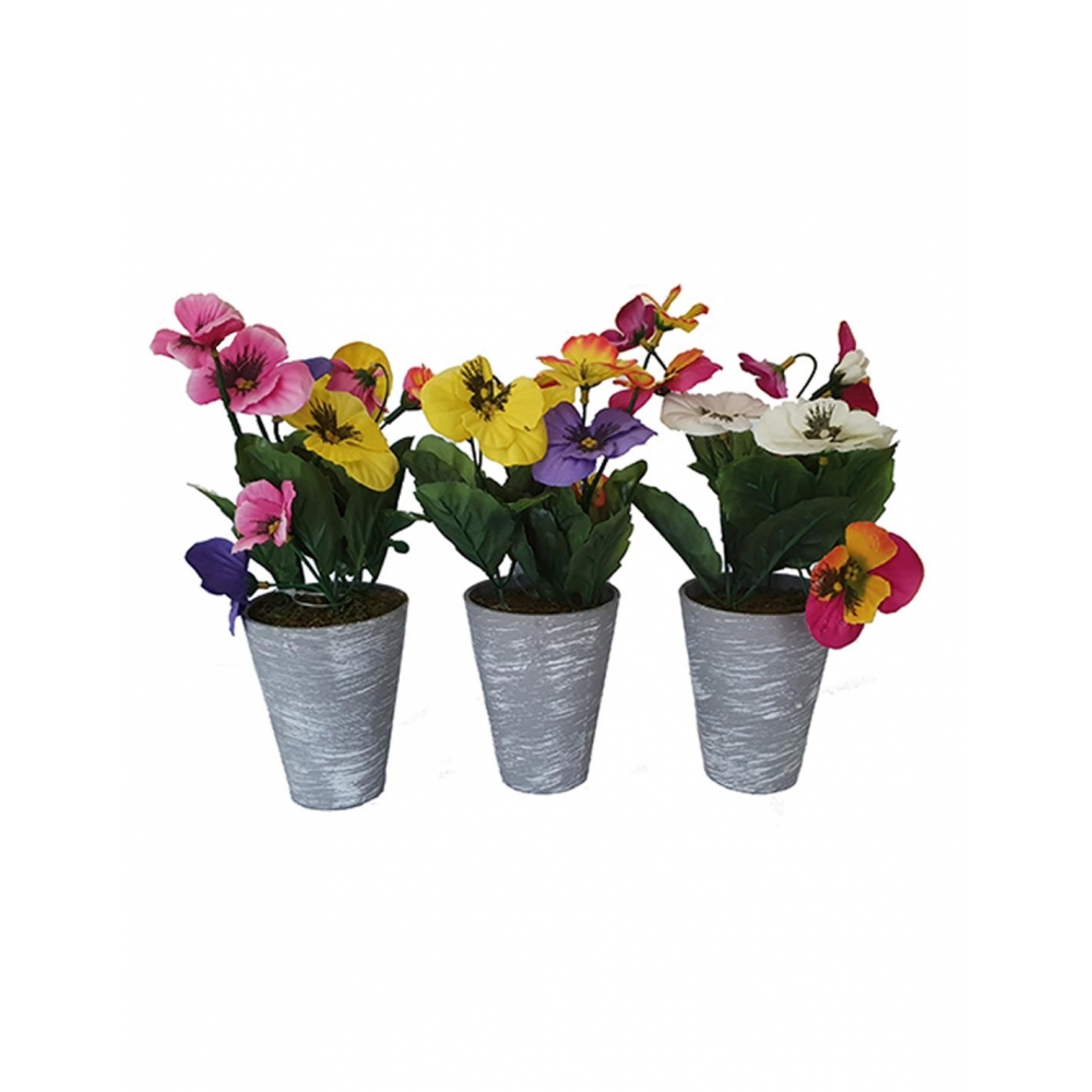 Πανσές σε κασπώ 25εκ. 3χρ. Plastona 00.04.40020