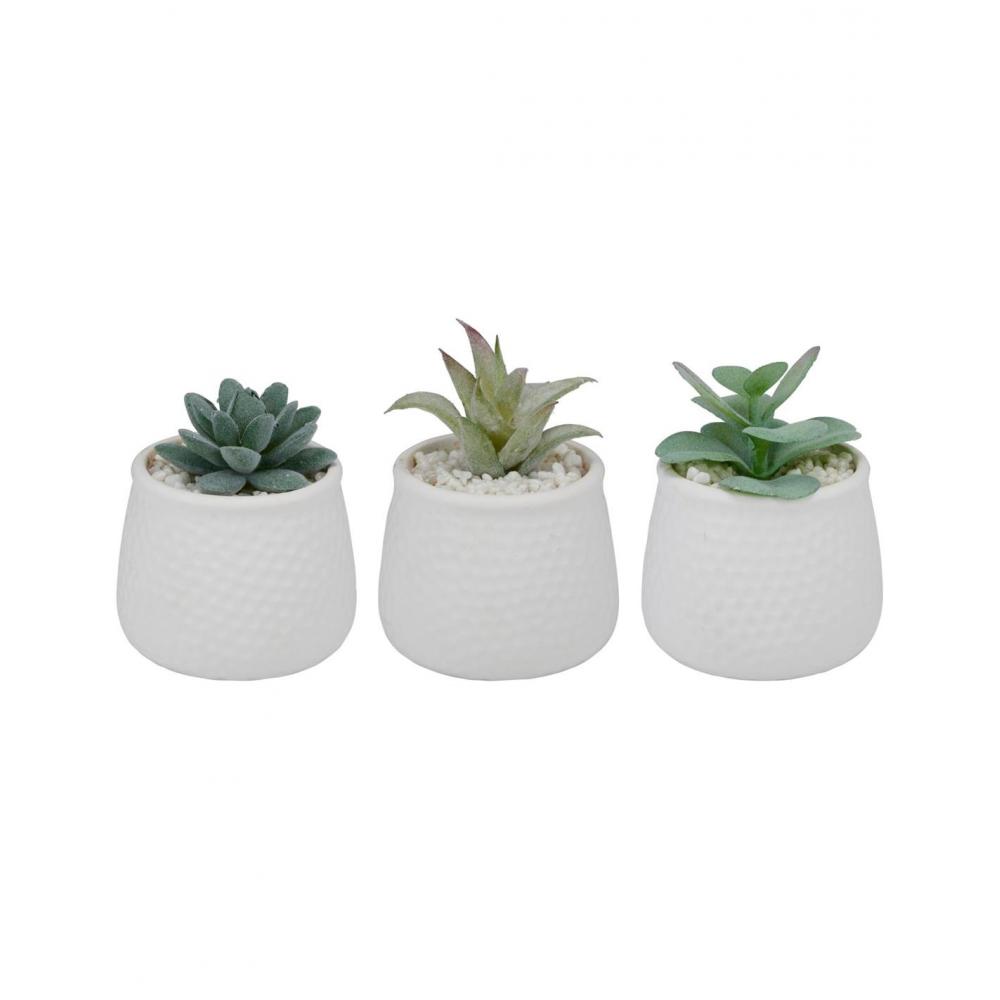 παχύφυτο σε κασπώ κεραμ.λευκό 3σχέδια 8,5x12cm Plastona 03.50096