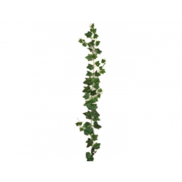 ΓIPΛANTA KIΣΣOΣ H 180cm