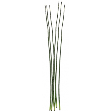 Λεπτό πράσινο Φύλλο 140cm