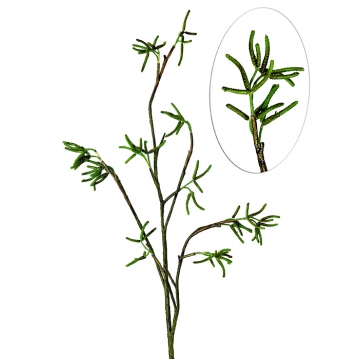 Κλαρί Πρασινάδες 84cm