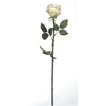 Τριαντάφυλλο Polo 78cm