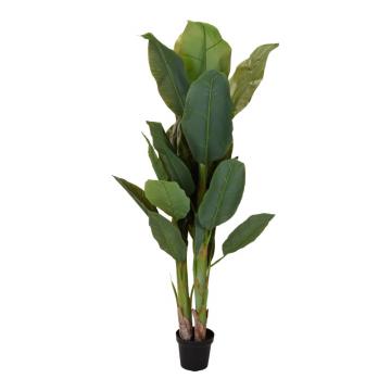 Banana tree 3 κορμοί με 29 φύλλα 165cm