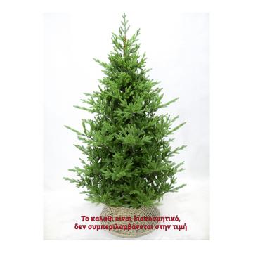 New Mountain tree 270cm