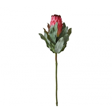 Προτέας hot pink, 68cm