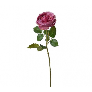 English rose φούξια, 76cm
