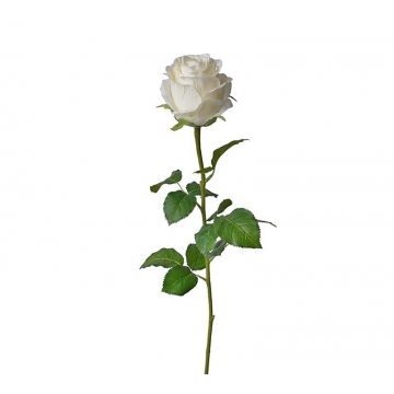 Τριαντάφυλλο μπουμπούκι κρεμ,71cm