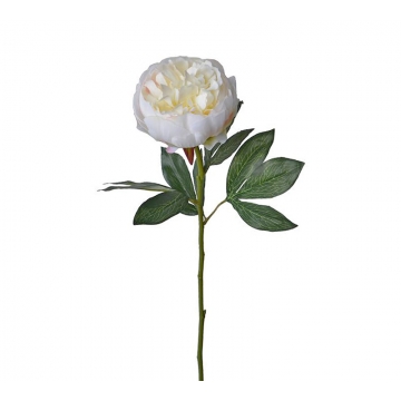 Παιώνια λευκή, 72cm