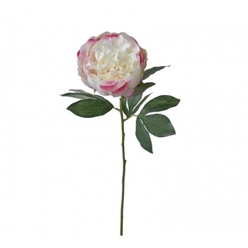 Παιώνια λευκή/ροζ, 72cm