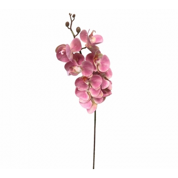 Ορχιδέα φαλένοψις hot pink, 94cm