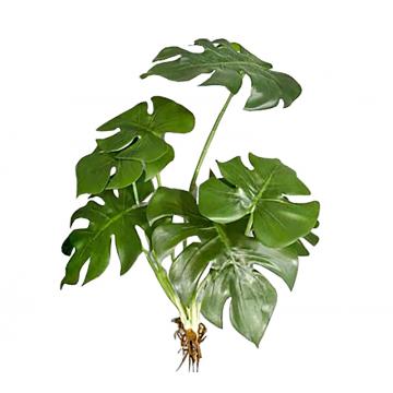 Φύλλα Monstera με ρίζα, 50cm
