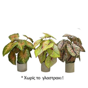 Φυτό συγγόνιο σε 3 χρμ.,35cm