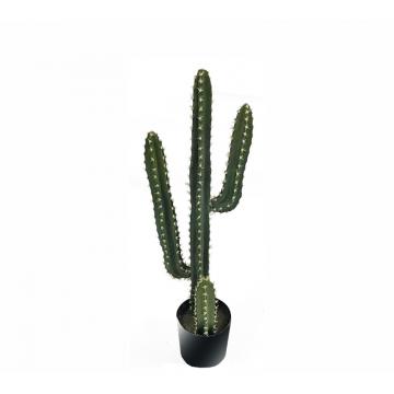 Κάκτος Arizona σε κασπώ,65cm