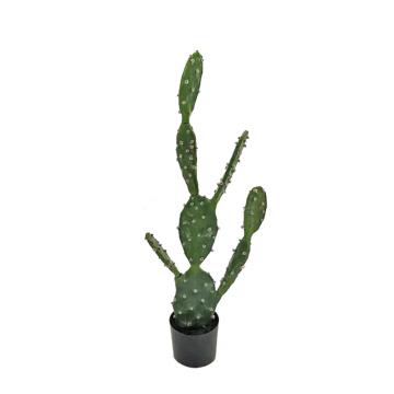 Φραγκοσυκιά σε κασπώ, 75cm