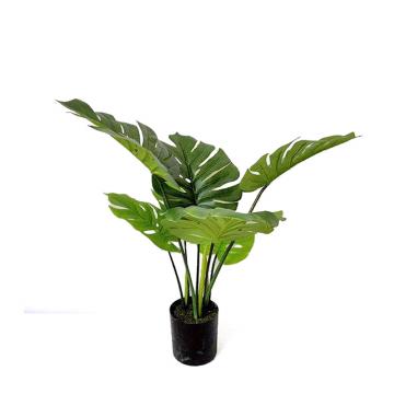 Φυτό Monstera σε κασπώ, 60cm