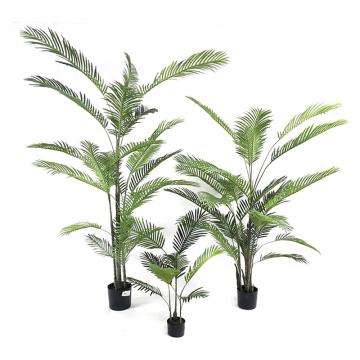 Φοίνικας Areca σε κασπώ, 120cm