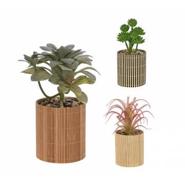 Παχύφυτα σε γλαστράκι bamboo, 3 σχέδια,8x19cm