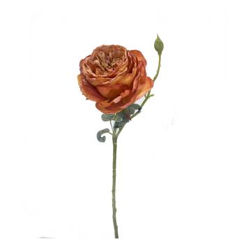 Τριαντάφυλλο Elisabeth, χρώμα "καμένο πορτοκαλί",44cm