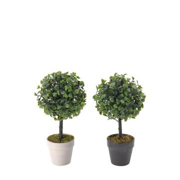 Μπάλλα Buxus σε γλαστρακι 2χρ.,12x24cm