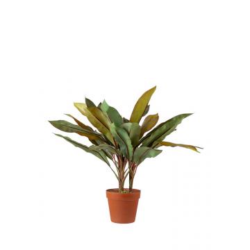 ΦΥΤΟ ΚΟΡΔΥΛΙΝΗ (CORDYLINE FRUTICOSA) ΜΕ ΓΛΑΣΤΡΑ ΜΕΓΕΘΟΣ 60ΕΚ
