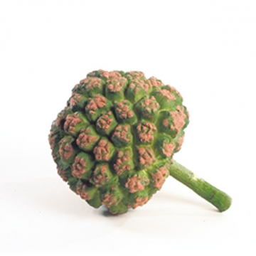 Διακοσμητικό Τροπικό Φρούτο "Bread fruit" (Αρτόκαρπος)