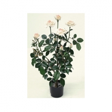 Τριανταφυλλιά Vendela  X 9 Τριαντάφυλλα 70cm