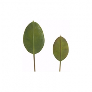 Φύλλο φίκου elastica 43cm