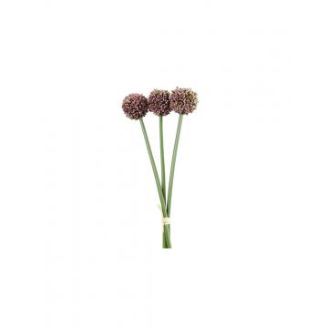 Allium μωβ  Χ3 55εκ.